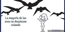 LAS AVES 1º Y 2º PRIMARIA