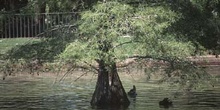 Cipres de los pantanos (Taxodium distichum)