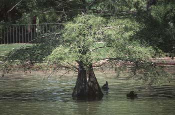 Cipres de los pantanos (Taxodium distichum)