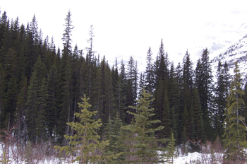 Bosque, Lago Louise, Parque Nacional Banff