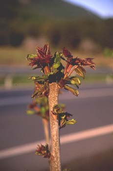 árbol del cielo - Renuevos (Ailanthus altissima)