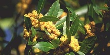 Laurel - Hojas/Flores Masc (Laurus nobilis)