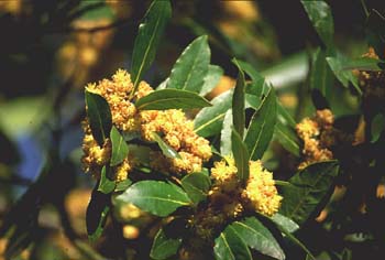 Laurel - Hojas/Flores Masc (Laurus nobilis)