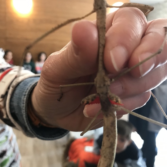 2020_02_27_3º visita Insectpark (3)_CEIP FDLR_Las Rozas 29