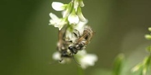 Abeja (Colletes succintus)