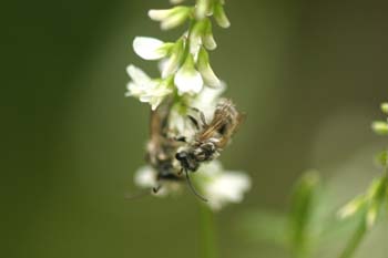 Abeja (Colletes succintus)