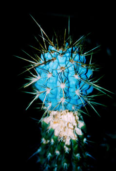 Cactus azul