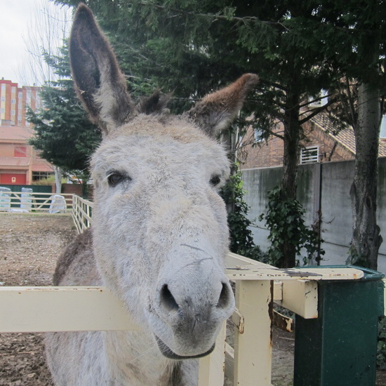 Granja Escuela Educación Infantil Curso 2017-18_2 35