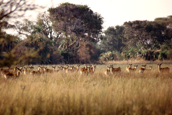 Manada de antílopes acuáticos, Botswana