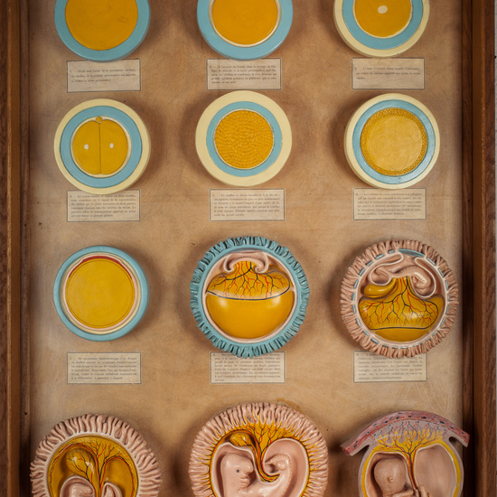 IES_SANISIDRO_BIOLOGIA_346