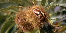 Castaño - Semilla (Castanea sativa)