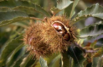 Castaño - Semilla (Castanea sativa)