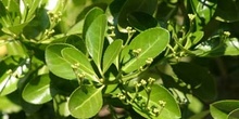 Bonetero del Japón (Euonymus japonicus)