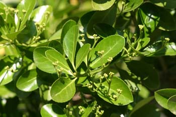 Bonetero del Japón (Euonymus japonicus)