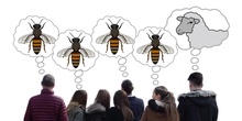 ¿Qué les pasa a las abejas?