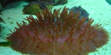 Coral (Fungia sp.)