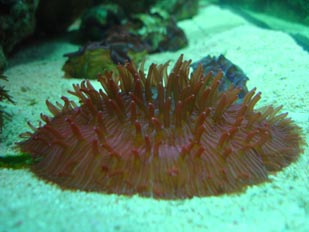 Coral (Fungia sp.)