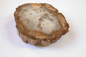 Xilópalo (Tronco de árbol) Cretácico