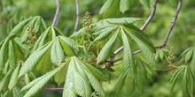 Castaño de Indias - Hojas (Aesculus hippocastanum)