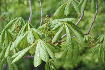 Castaño de Indias - Hojas (Aesculus hippocastanum)