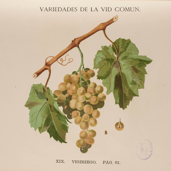 IES_CARDENALCISNEROS_BOTÁNICA_II_LÁMINAS_087