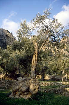 Campo de olivos. Mallorca