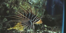 Pez escorpión (Pterois radiata)