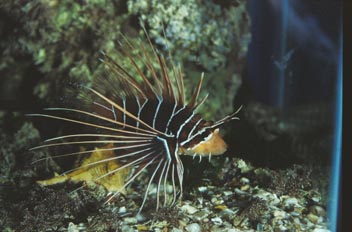 Pez escorpión (Pterois radiata)