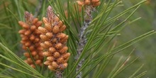 Pino carrasco - Flores (Pinus halepensis)