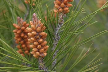 Pino carrasco - Flores (Pinus halepensis)