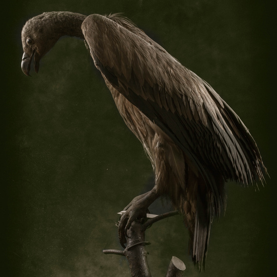 IES_SANISIDRO_MUSEO_Aves_192