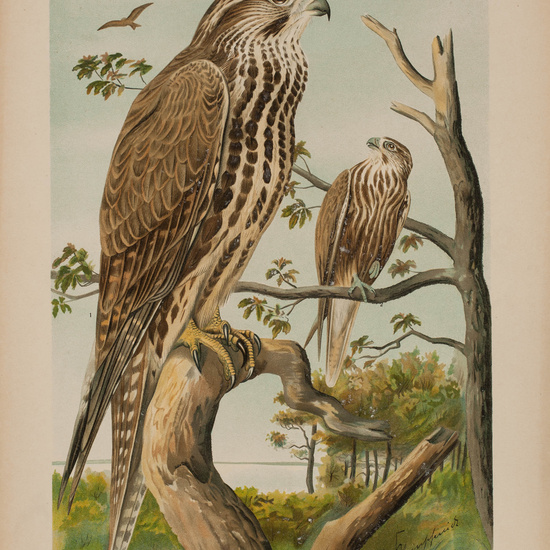 IES_CARDENALCISNEROS_AVES_LAMINAS_163