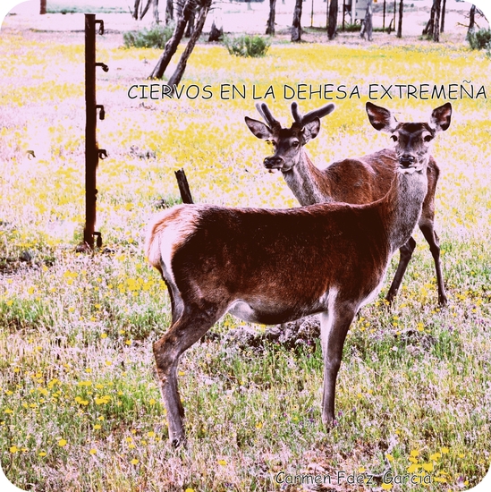 Ciervos en la dehesa extremeña
