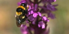 Abejorro (Bombus hortorum)