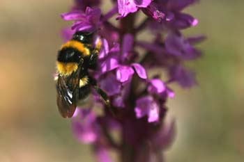 Abejorro (Bombus hortorum)