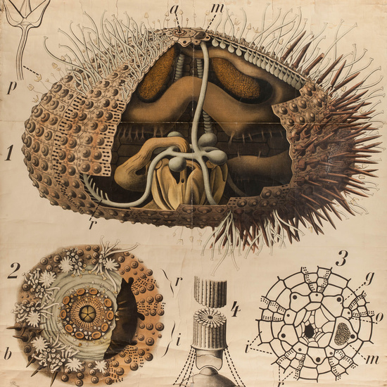 IES_RAMIRODEMAEZTU_BIOLOGIA_057