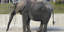 Elefante