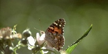 Vanesa de los cardos (Cynthia cardui)