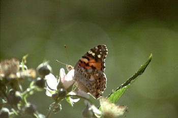 Vanesa de los cardos (Cynthia cardui)