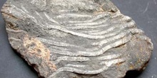 Scyphocrinus elegans (Crinoideo) Silúrico