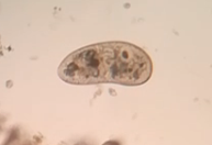 Cerva-L-03-01-Paramecio1 (2018-12-16)