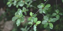 Arraclán (Frangula alnus)