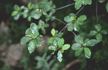 Arraclán (Frangula alnus)