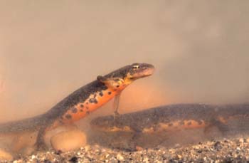 Tritón ibérico (Triturus boscai)