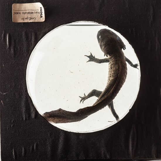 IES_SANISIDRO_MUSEO_Zoolgía_044