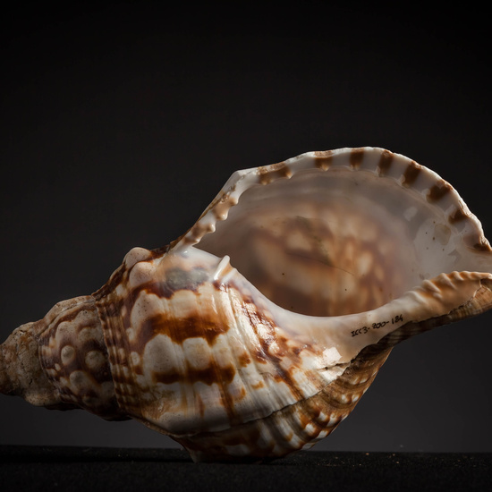 IES_CARDENALCISNEROS_CONCHAS_144