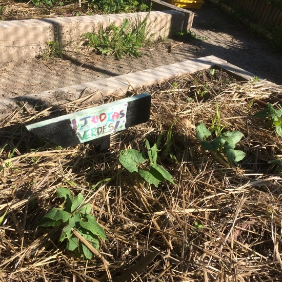 2020_05_07_El huerto en abril_CEIP FDLR_Las Rozas 11