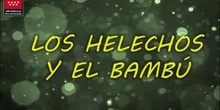 Videocuento LOS HELECHOS Y EL BAMBÚ