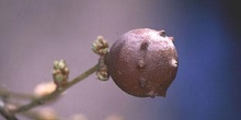 Agalla gande del roble o Gallarón (Cynips coronatus)