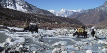 Yaks cruzando río